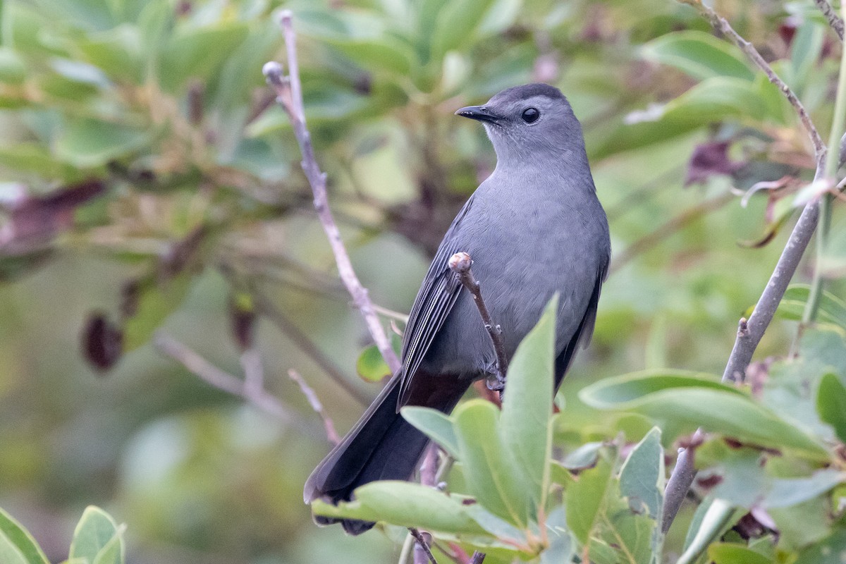 Gray Catbird - ML645867684