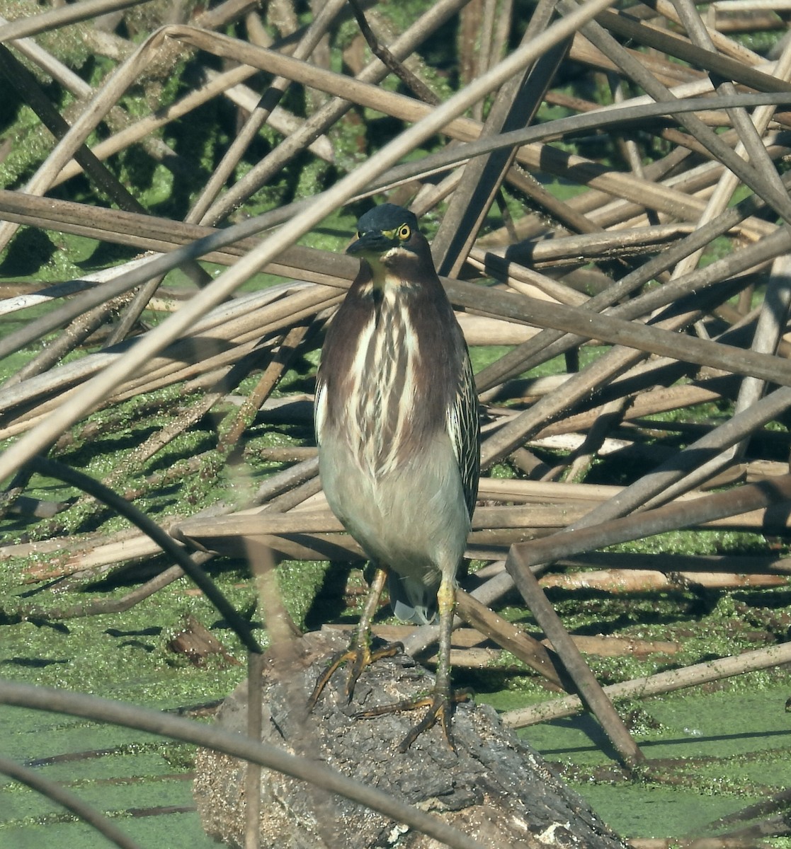 Green Heron - ML645867687