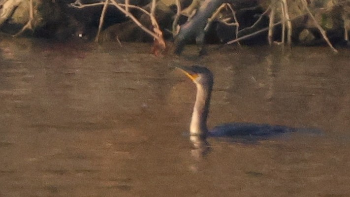 Great Cormorant - ML645867688