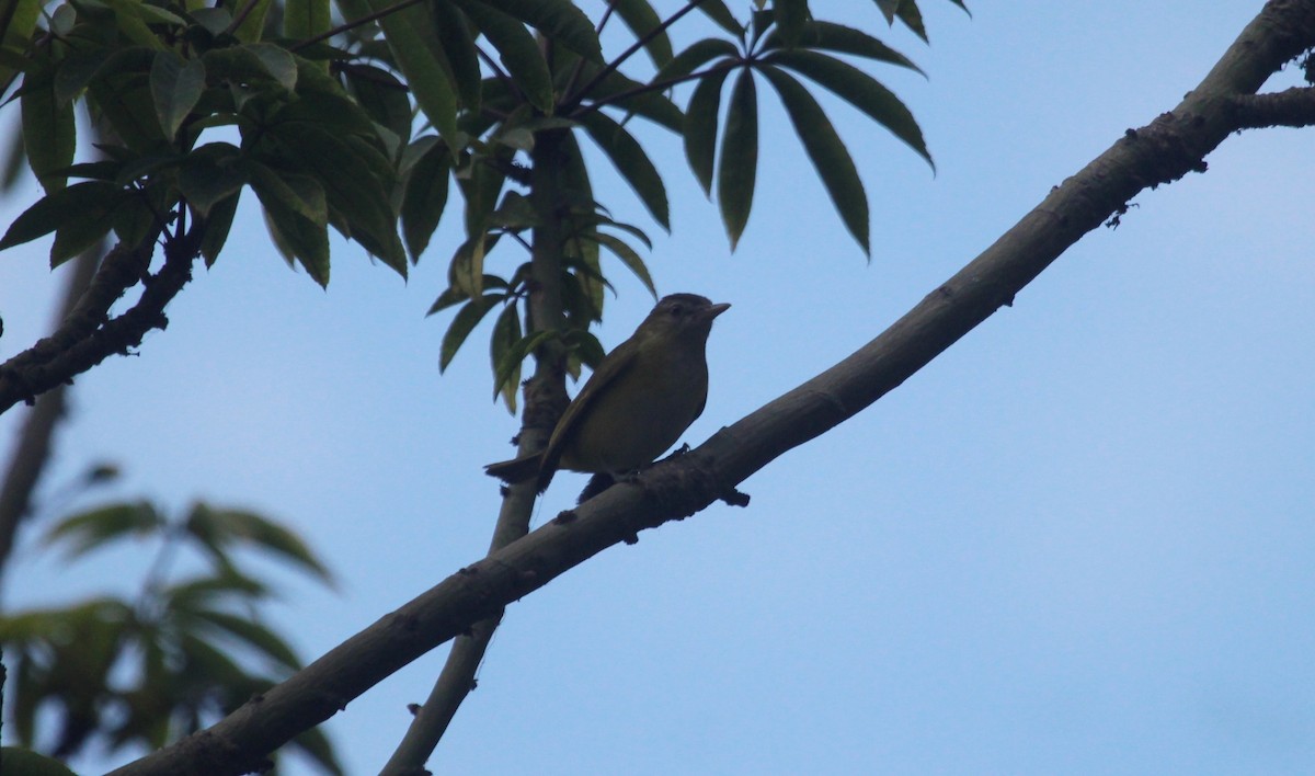 Yellow-green Vireo - ML645867689