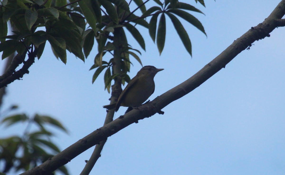 Yellow-green Vireo - ML645867690