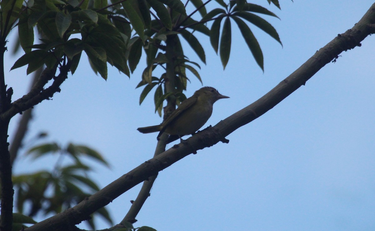 Yellow-green Vireo - ML645867691