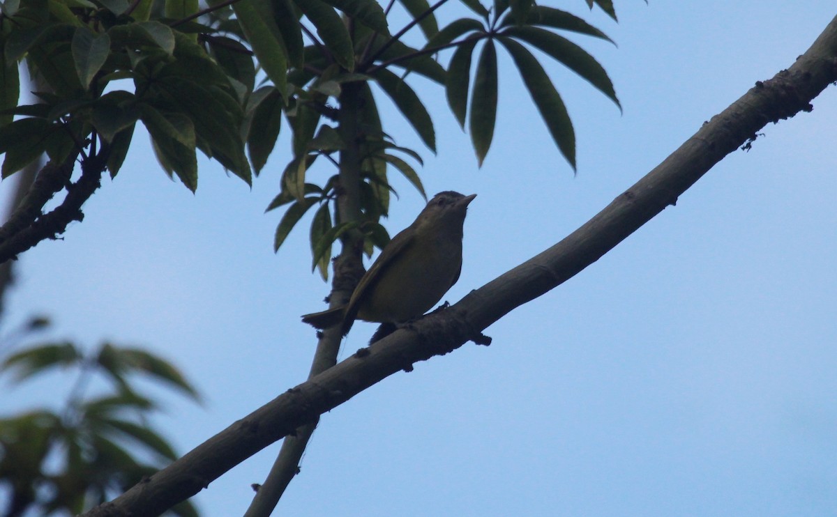 Yellow-green Vireo - ML645867692