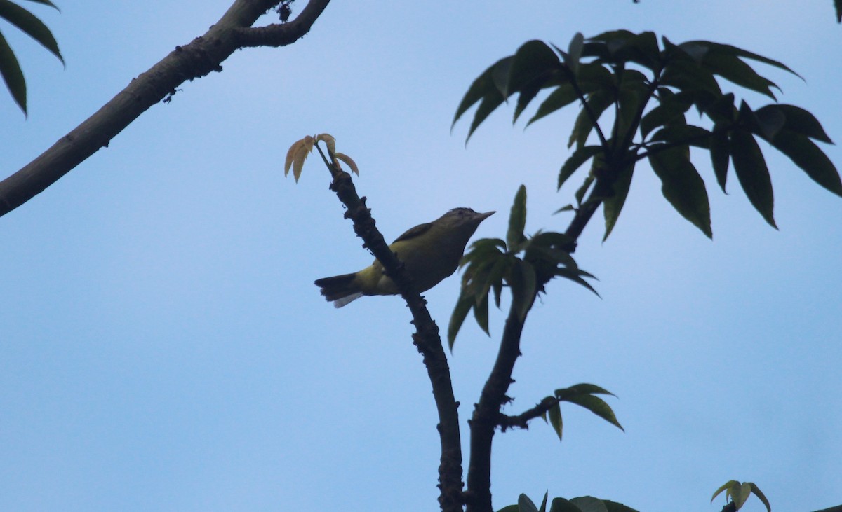 Yellow-green Vireo - ML645867693