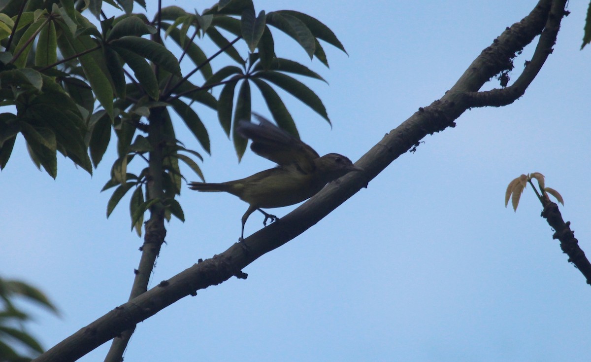 Yellow-green Vireo - ML645867694
