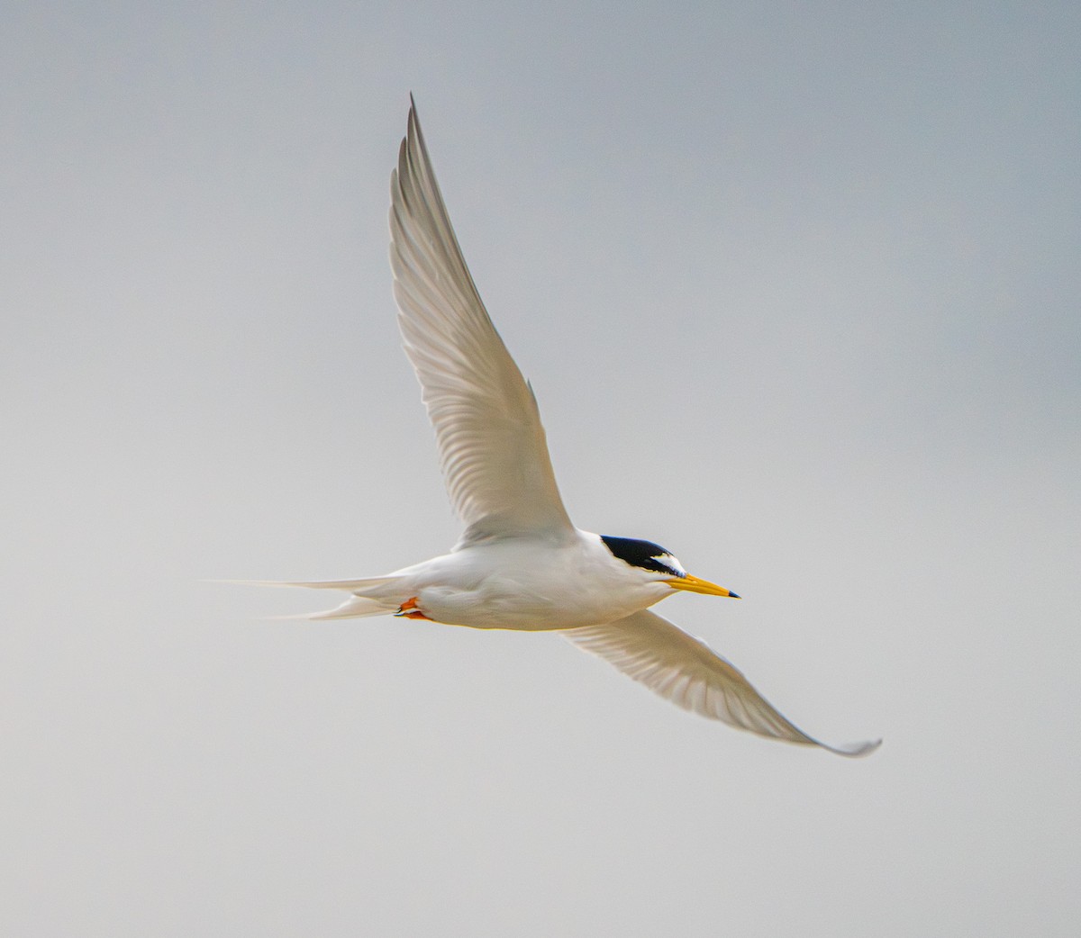 Little Tern - ML645867697