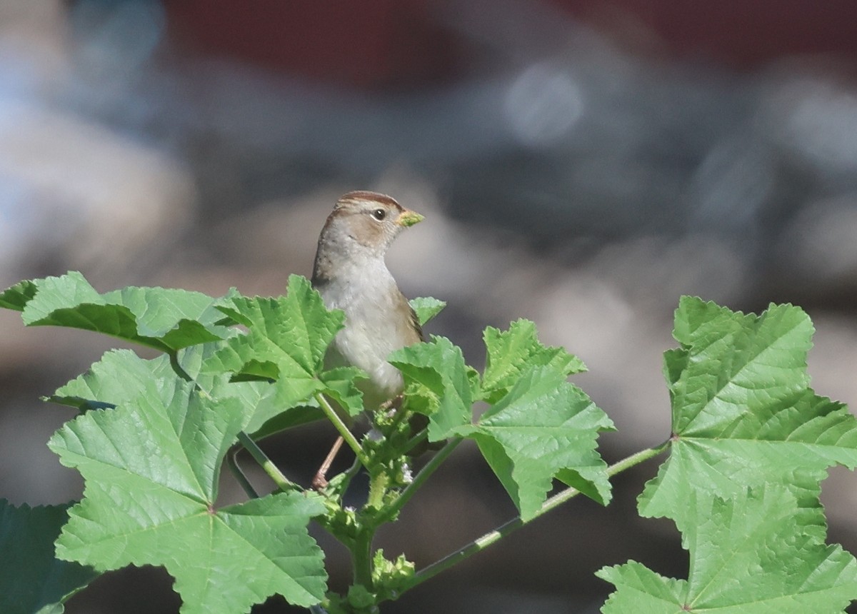 White-crowned Sparrow (Gambel's) - ML645867699