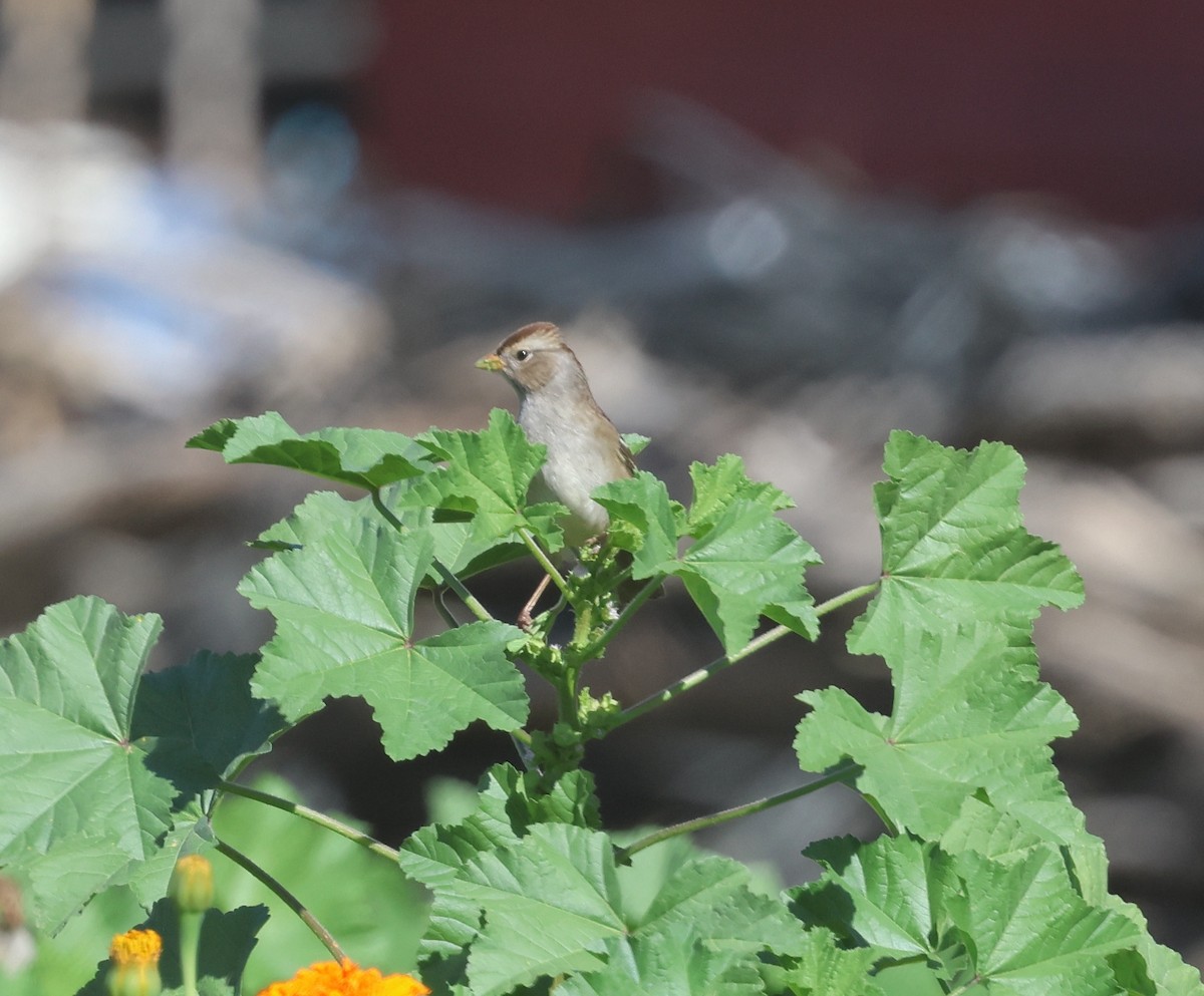 White-crowned Sparrow (Gambel's) - ML645867702
