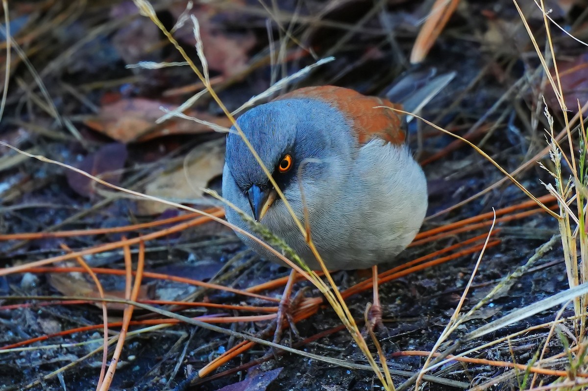 Yellow-eyed Junco - ML645867705