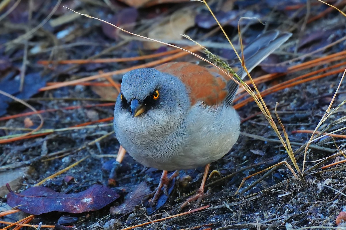 Yellow-eyed Junco - ML645867706