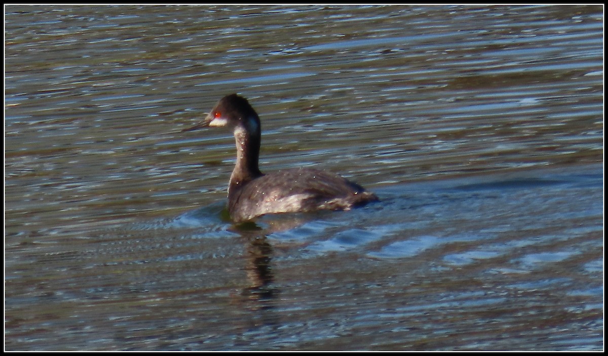 Eared Grebe - ML645867710
