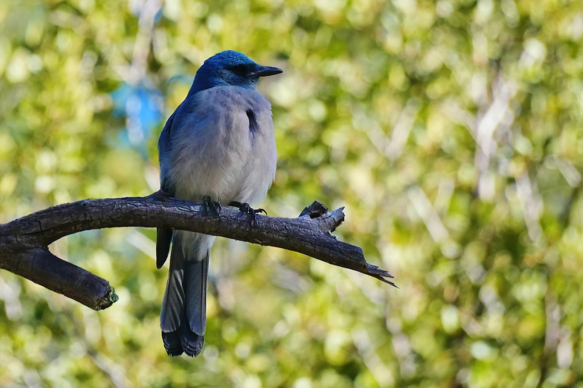 Mexican Jay - ML645867711