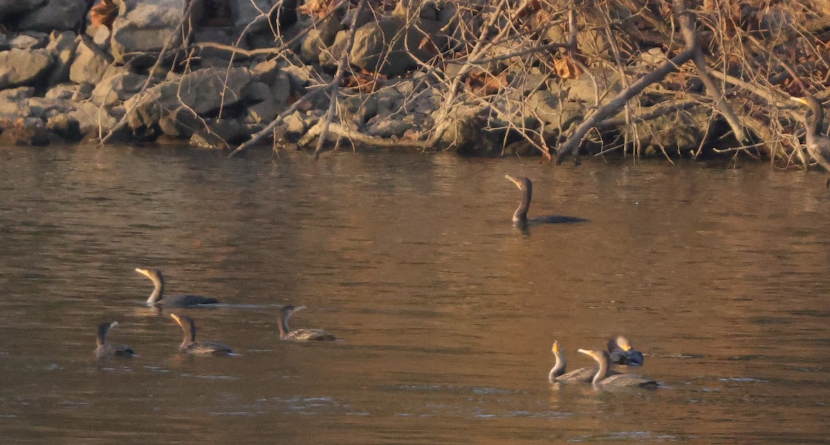 Great Cormorant - ML645867712