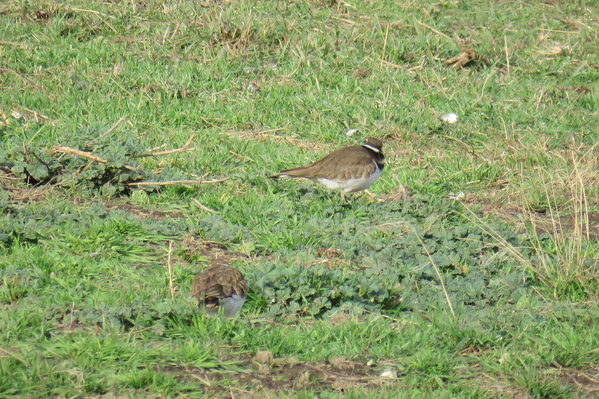 Killdeer - ML645867713