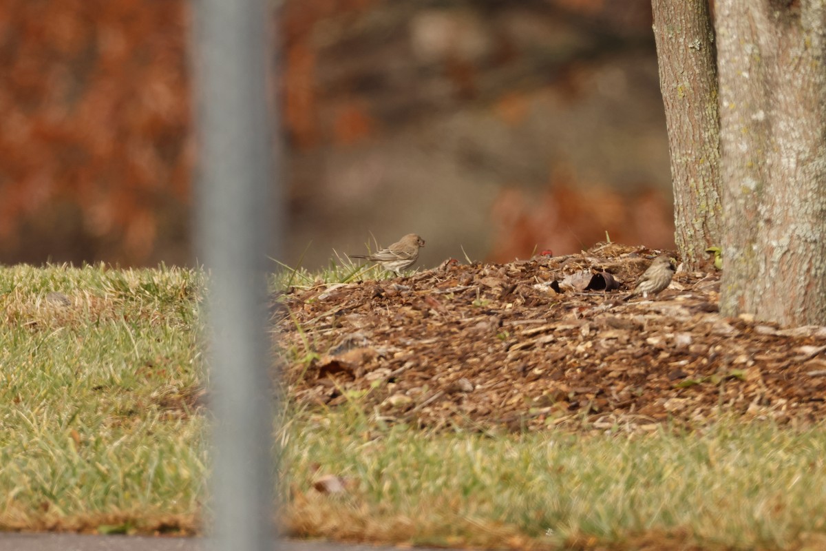 House Finch - ML645867718