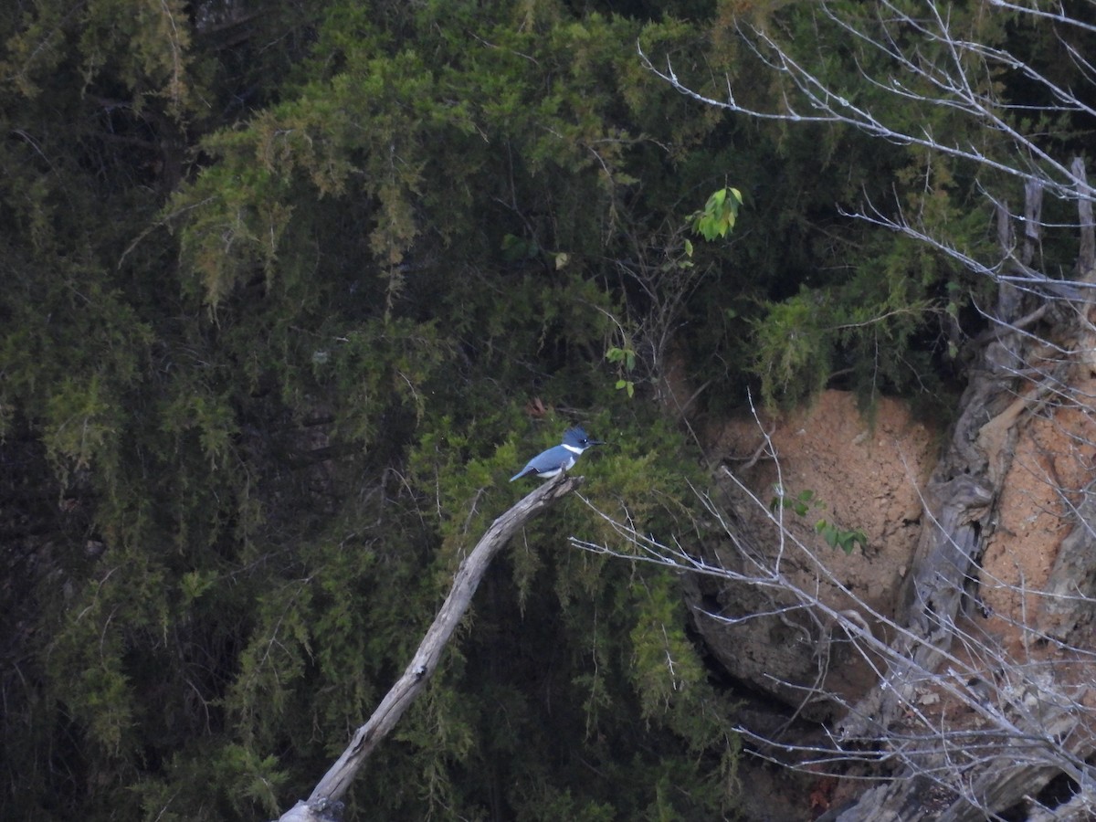 שלדג אמריקני - ML645867730