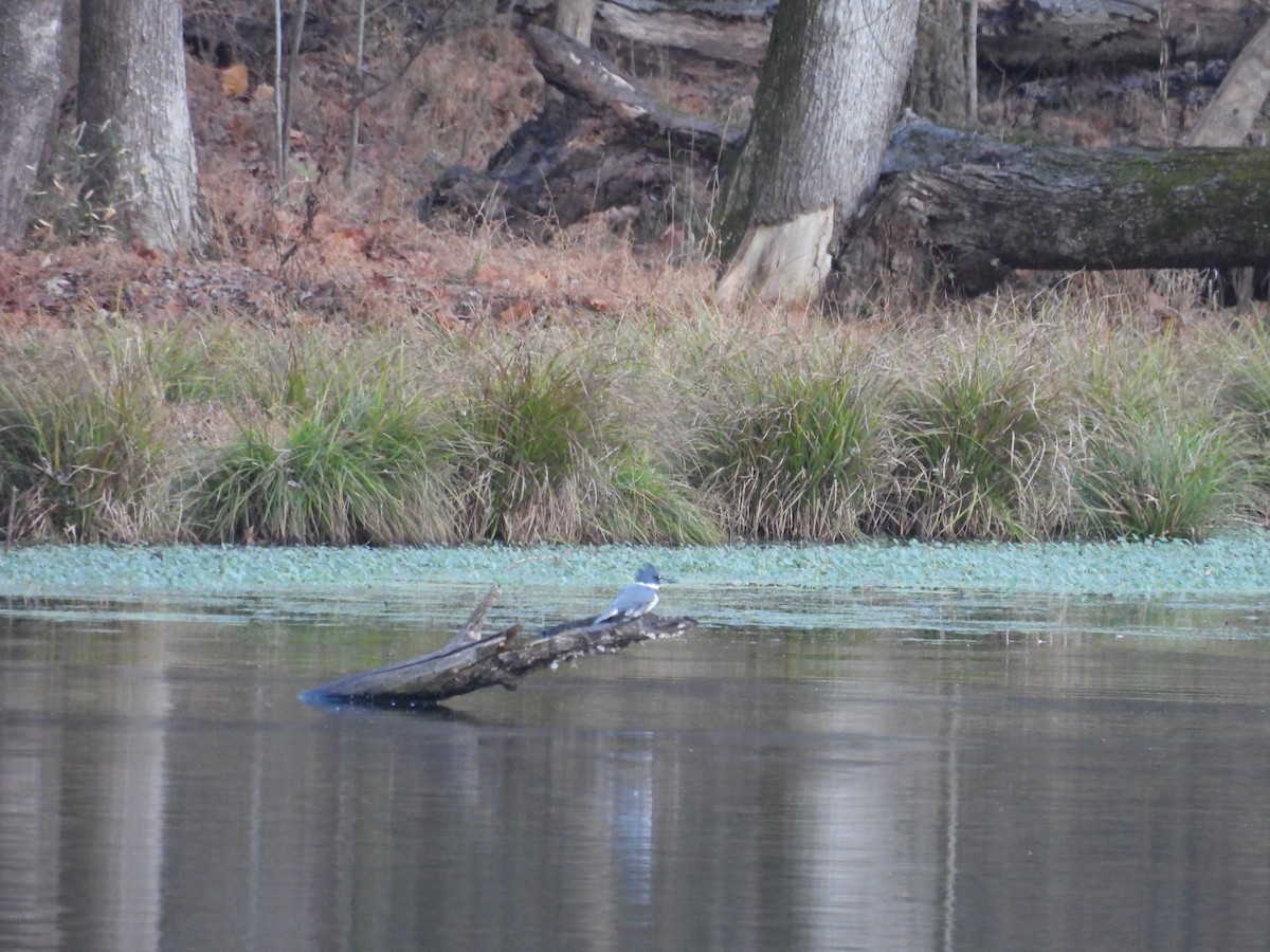שלדג אמריקני - ML645867731