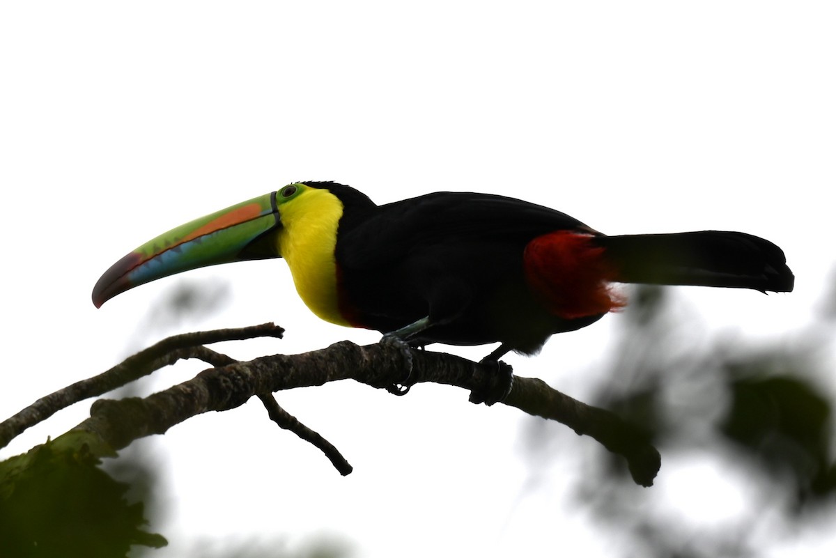 Радужный тукан - ML645867734