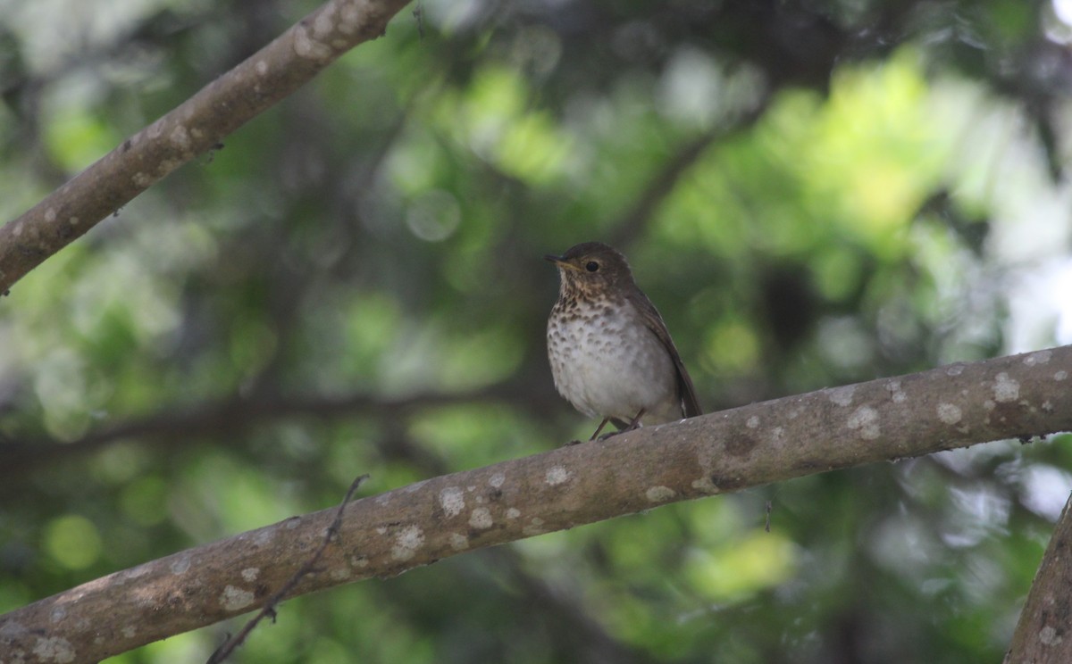 Swainson's Thrush - ML645867736