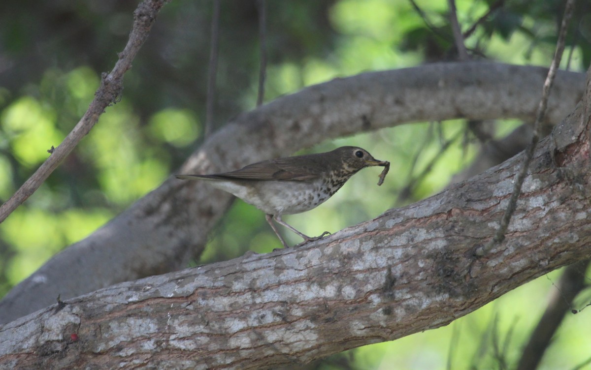 Swainson's Thrush - ML645867738