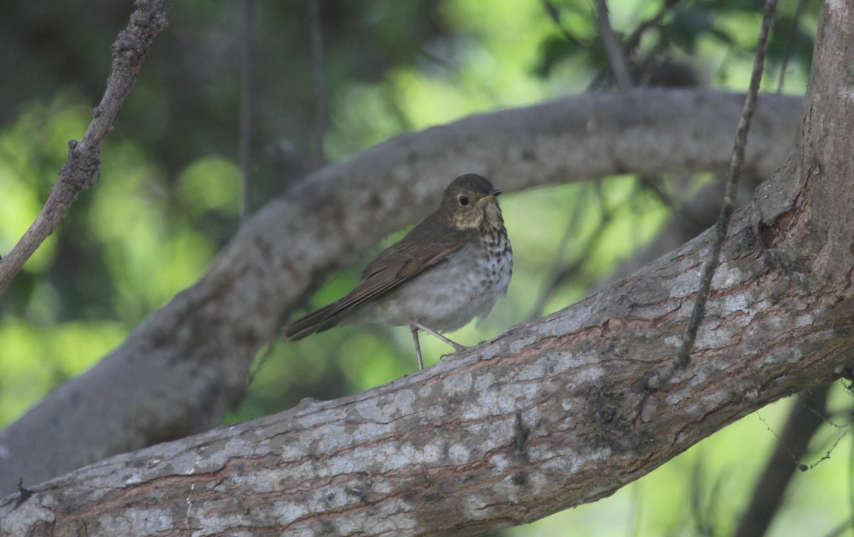 Swainson's Thrush - ML645867739