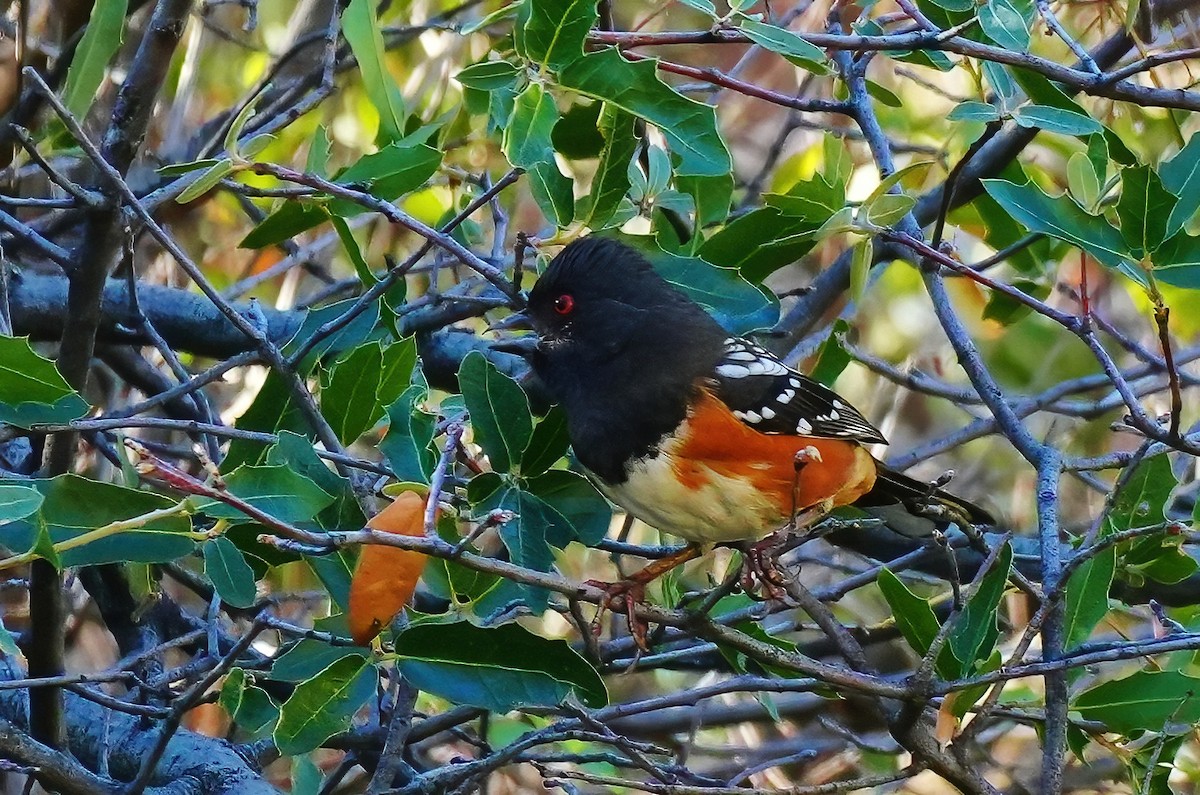 Spotted Towhee - ML645867741