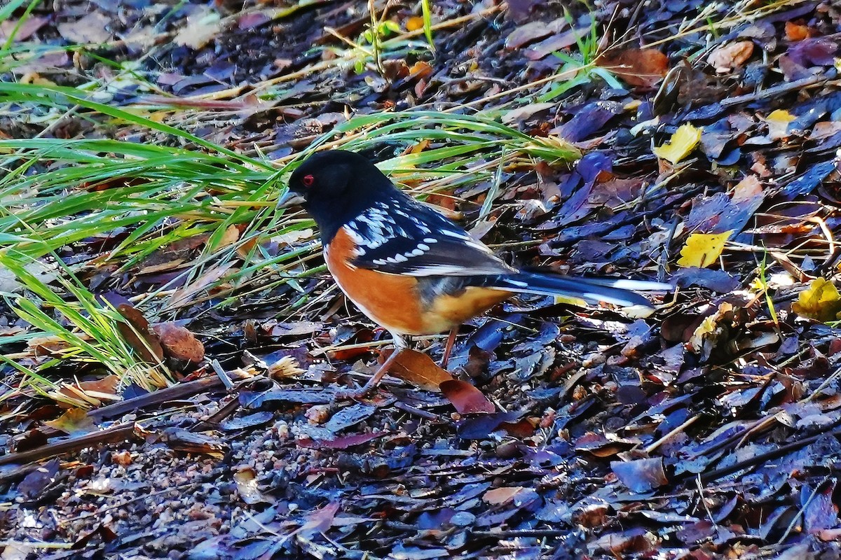 Spotted Towhee - ML645867742