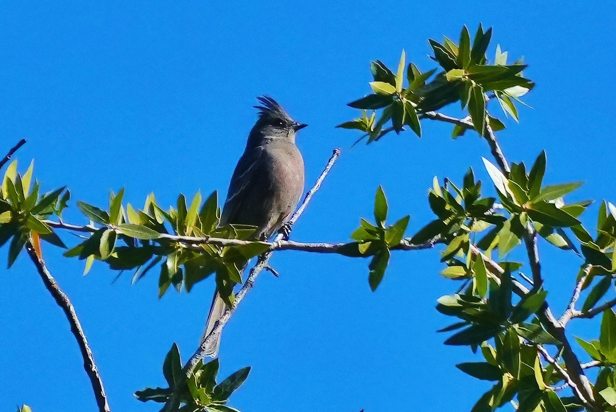 Phainopepla - ML645867758