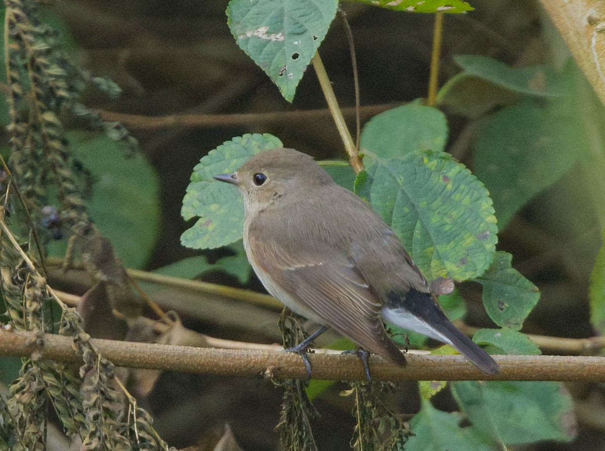 Taiga Flycatcher - ML645867759