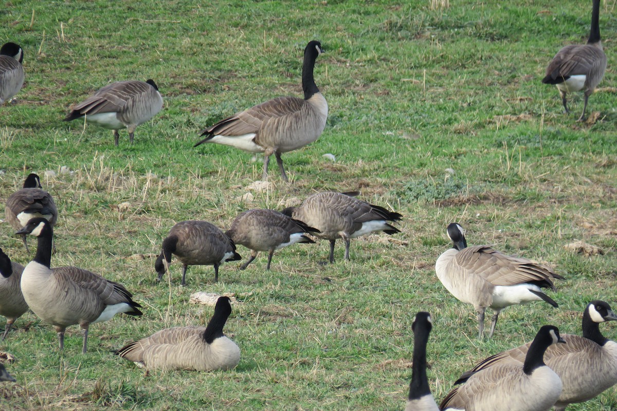 小加拿大雁 - ML645867762