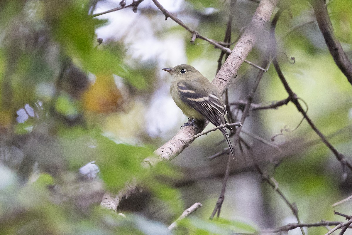 Acadian Flycatcher - ML645867766