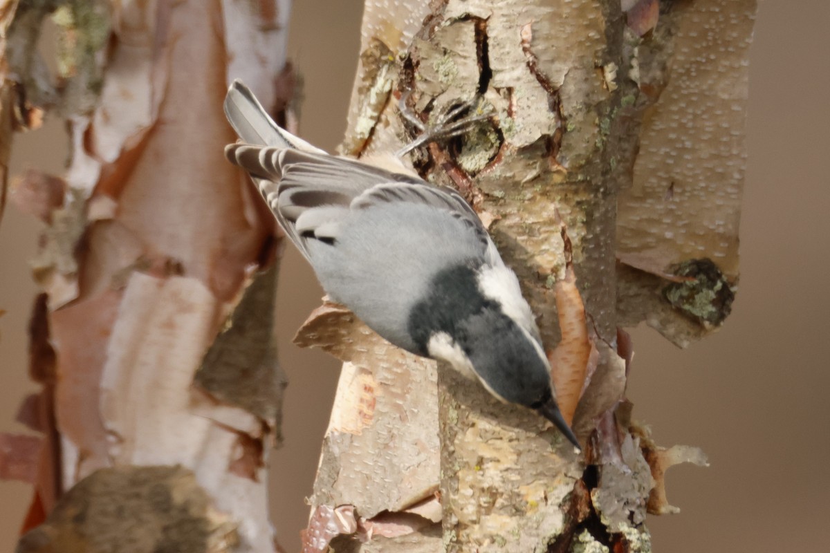 White-breasted Nuthatch - ML645867777