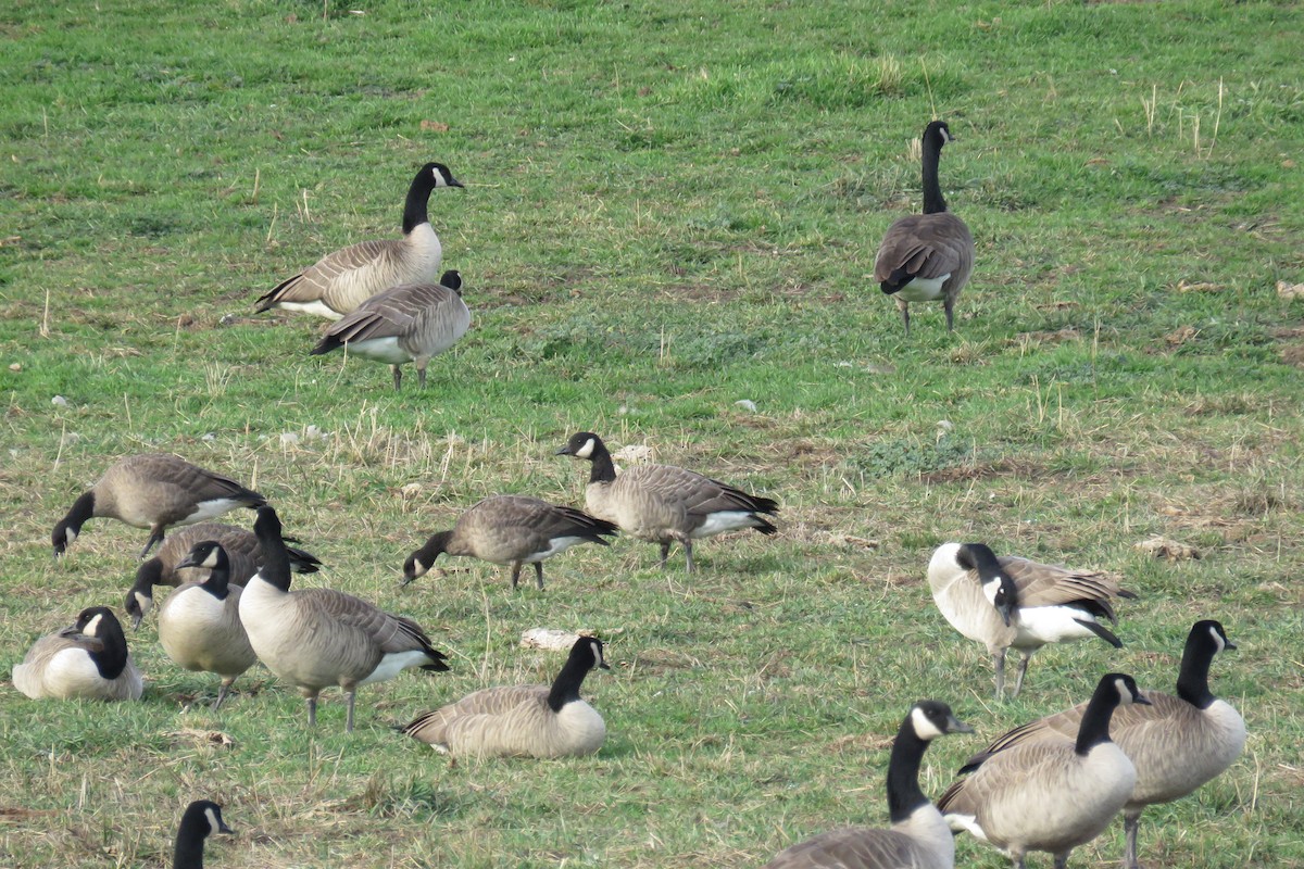 小加拿大雁 - ML645867780