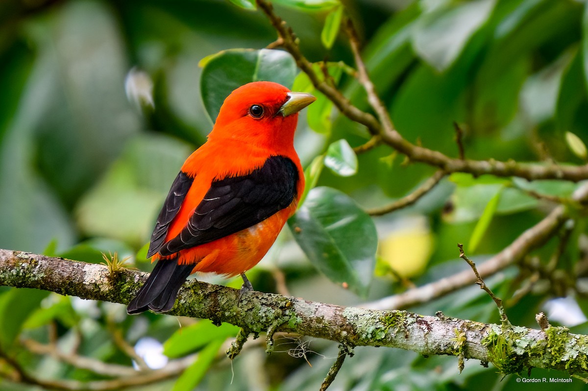 Scarlet Tanager - ML645867782