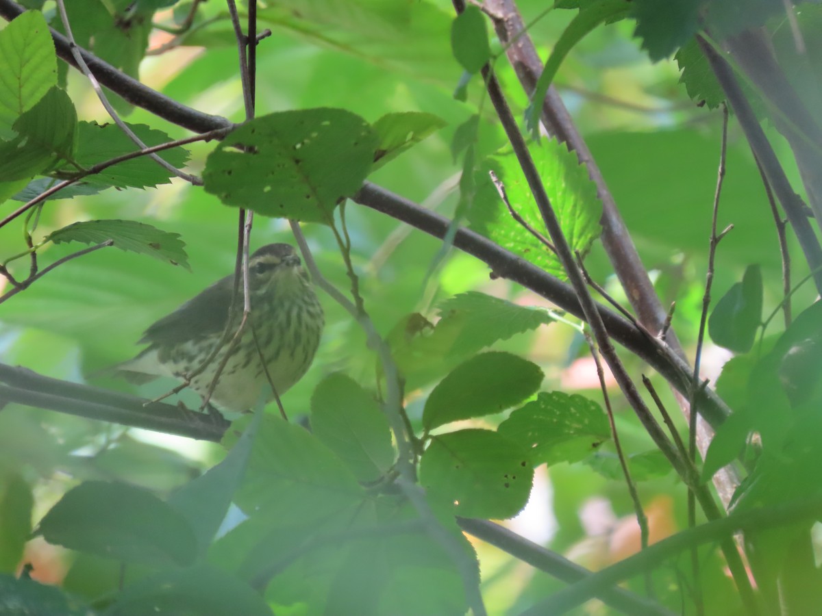 Northern Waterthrush - ML645867784