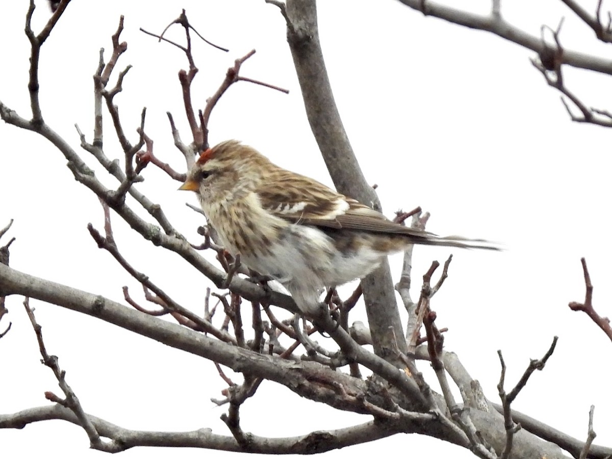 תפוחית שחורת-סנטר (שחורת-סנטר/איסלנדית) - ML645867786