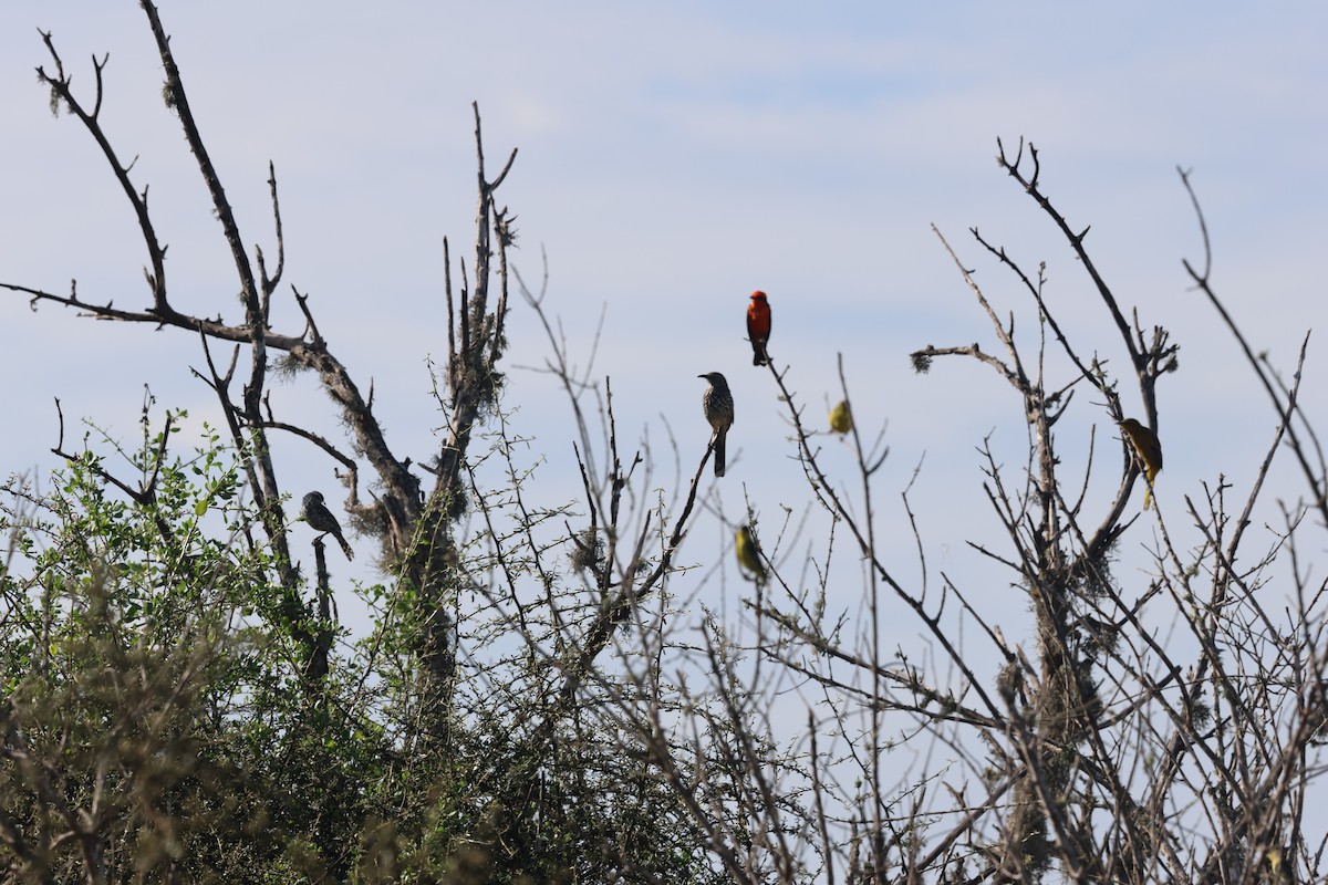 Moqueur gris - ML645867787