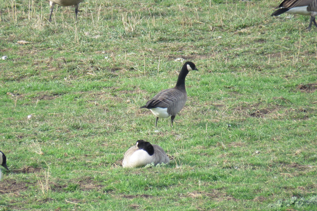 小加拿大雁 - ML645867790