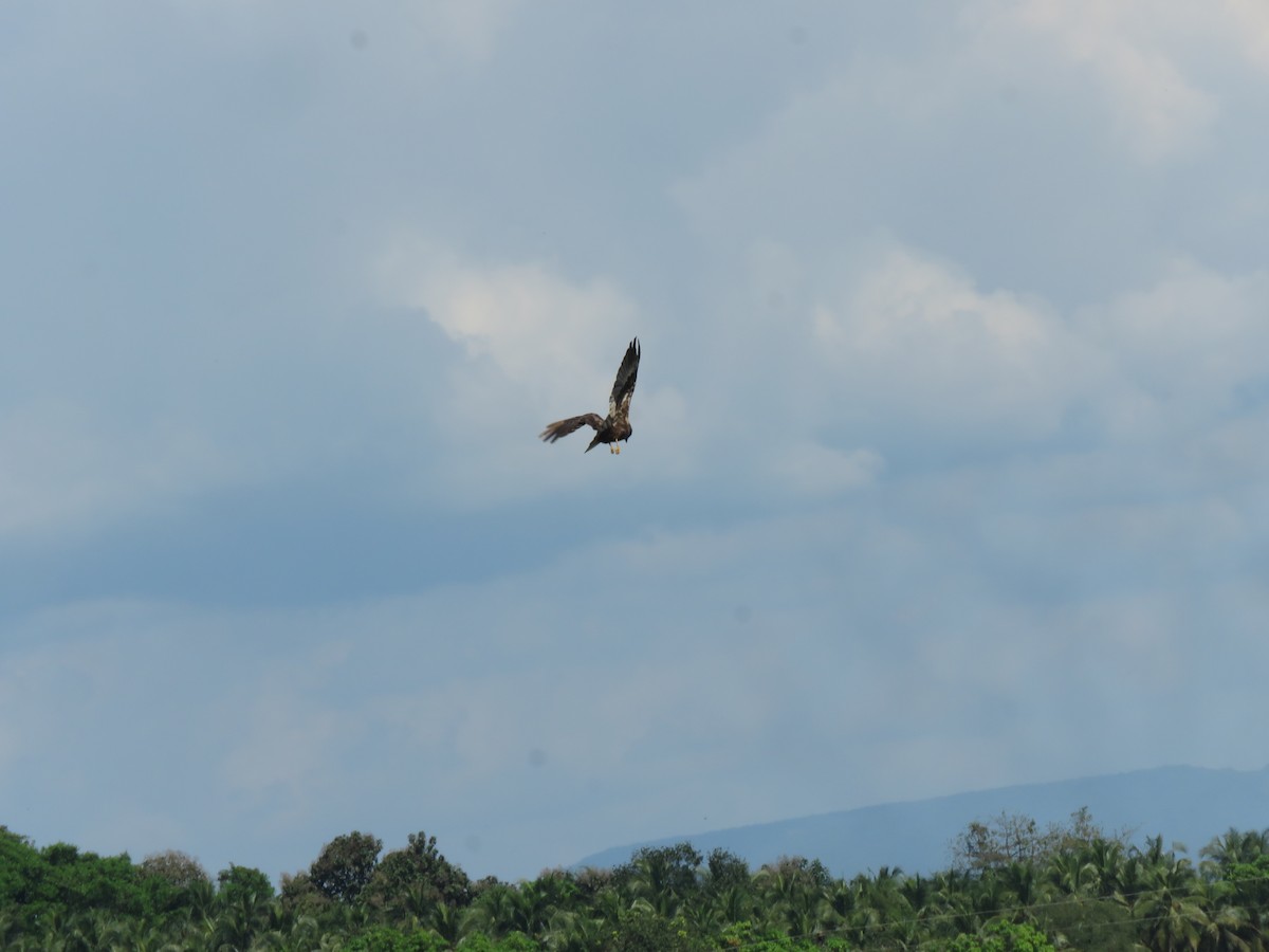 Western Marsh Harrier - ML645867792