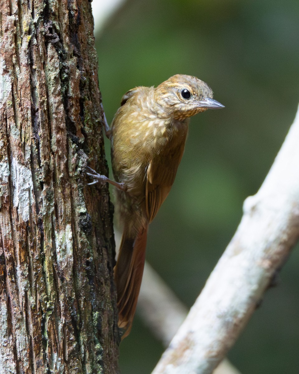 Wedge-billed Woodcreeper - ML645867795