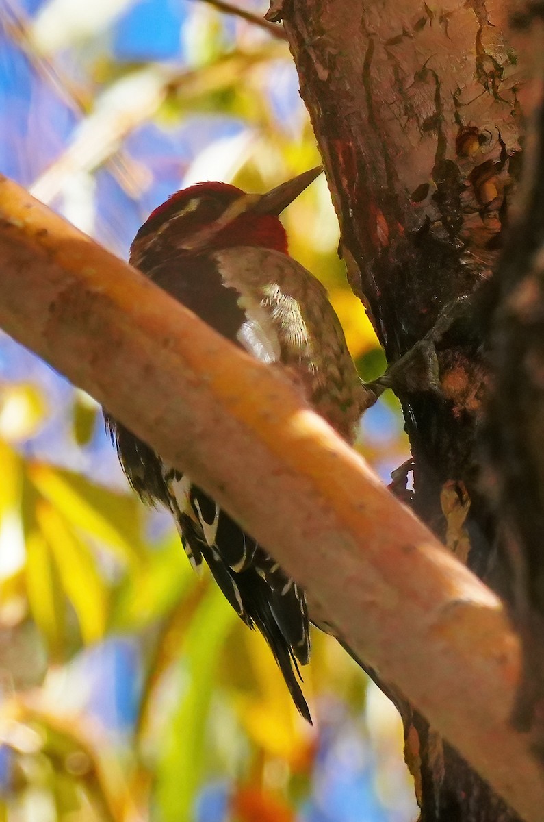 Red-naped Sapsucker - ML645867796