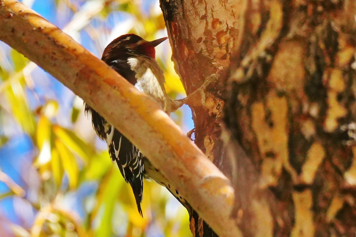 Red-naped Sapsucker - ML645867797