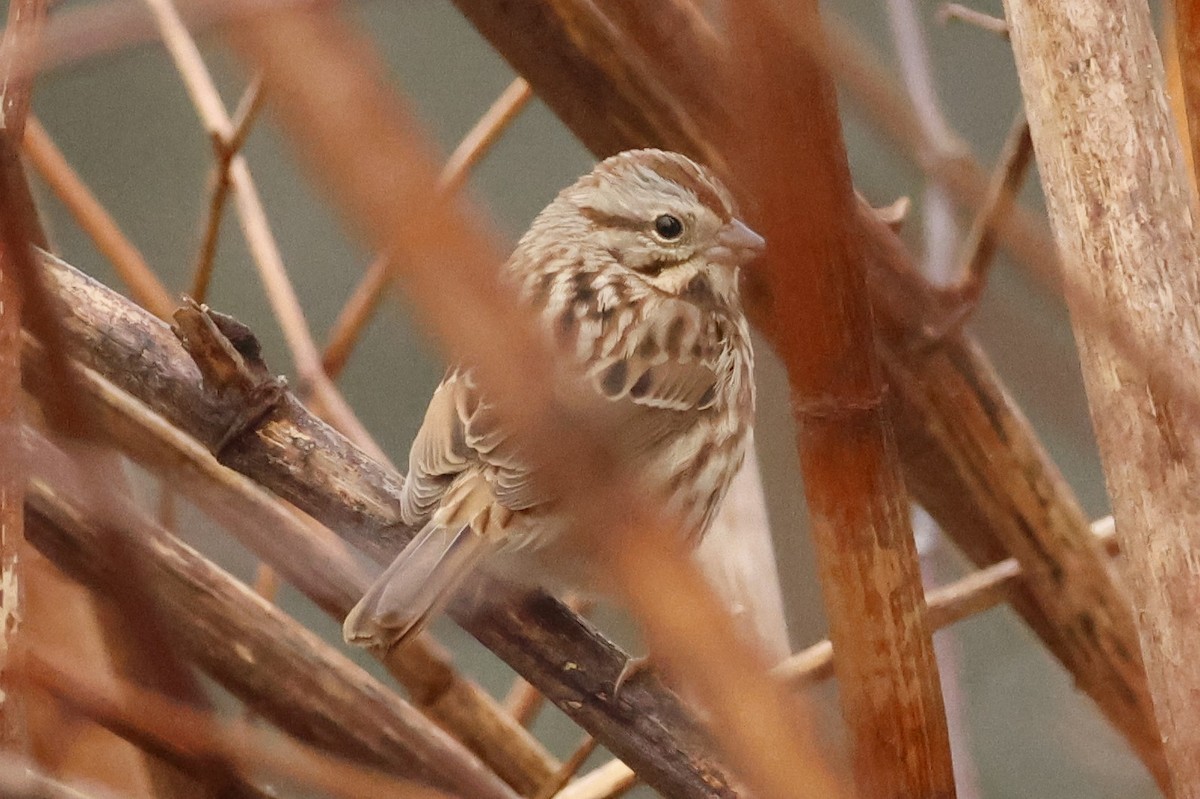 Song Sparrow - ML645867804