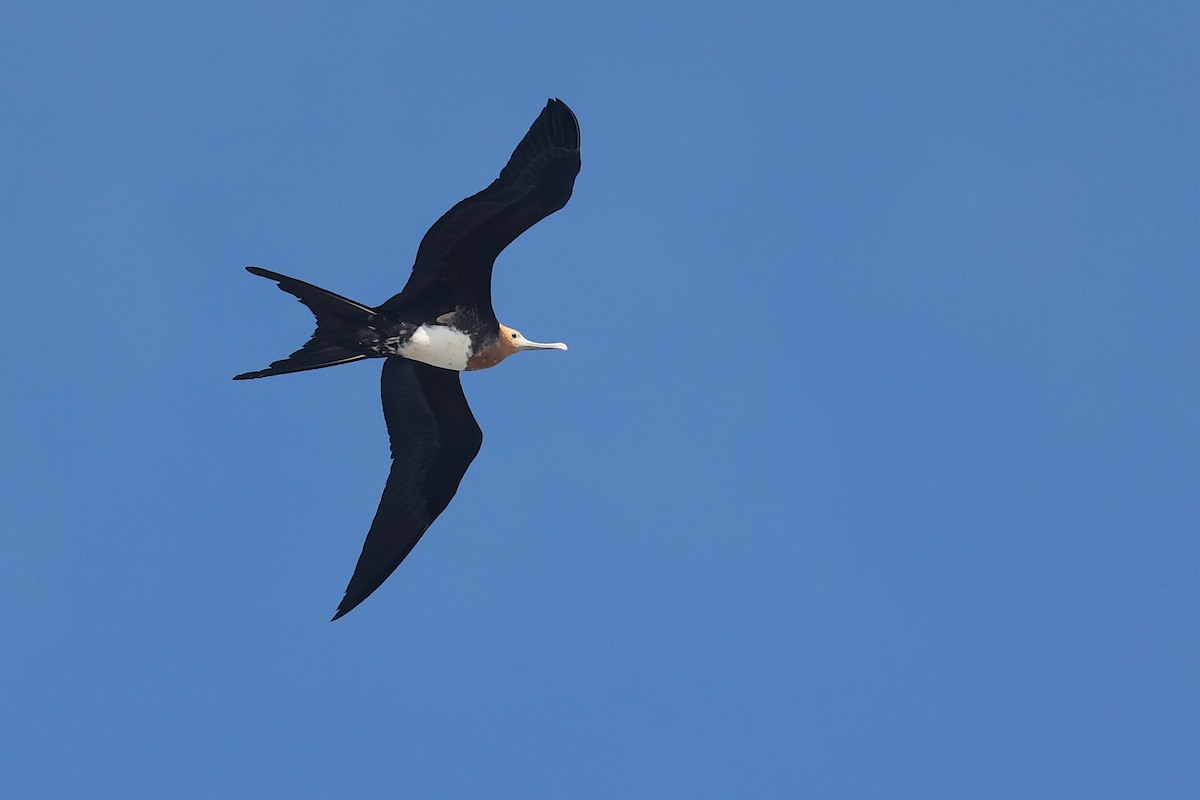 פריגט גדול - ML645867805