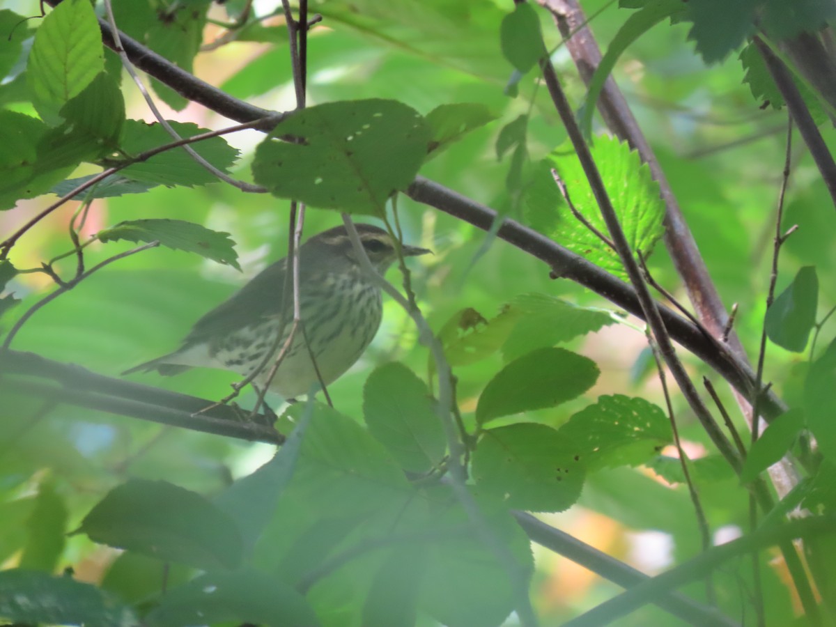 Northern Waterthrush - ML645867808