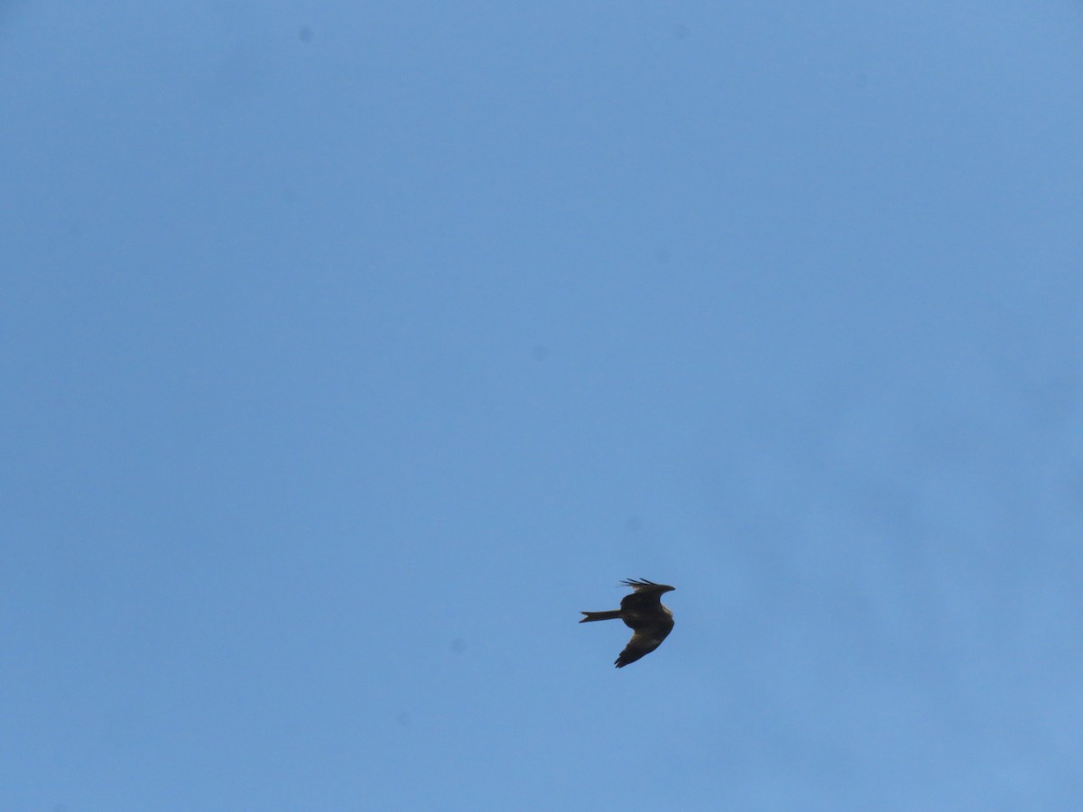 Black Kite - ML645867809