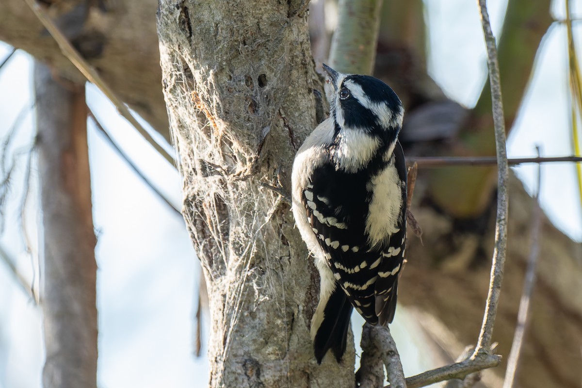 Downy Woodpecker - ML645867813