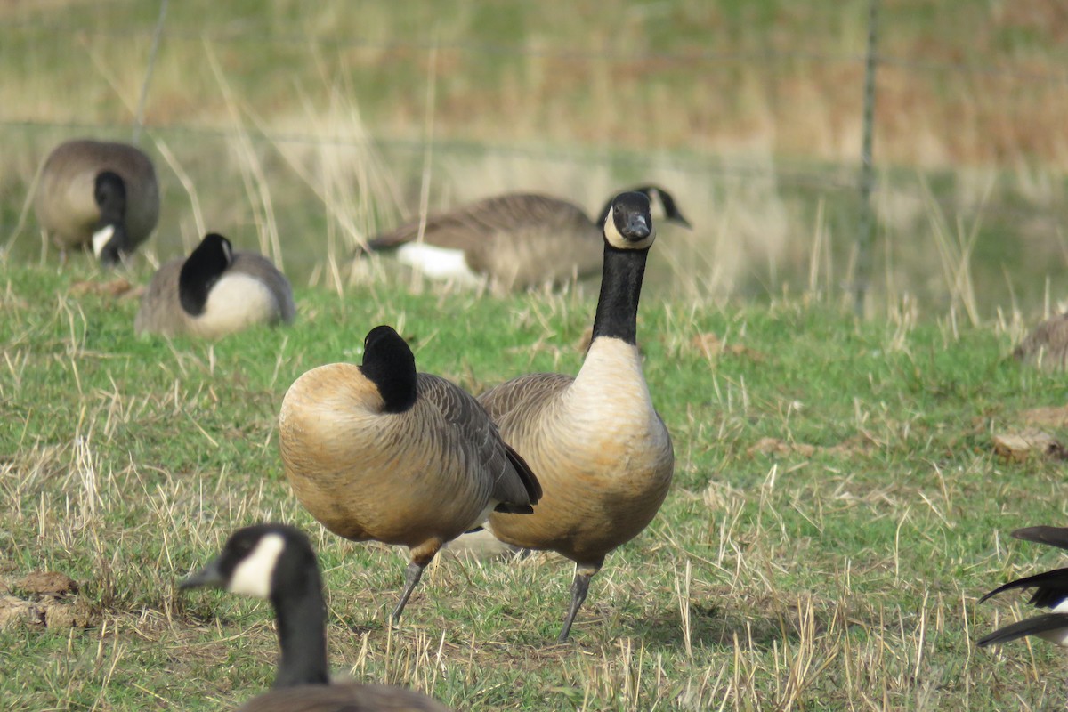 Canada Goose (moffitti/maxima) - ML645867814