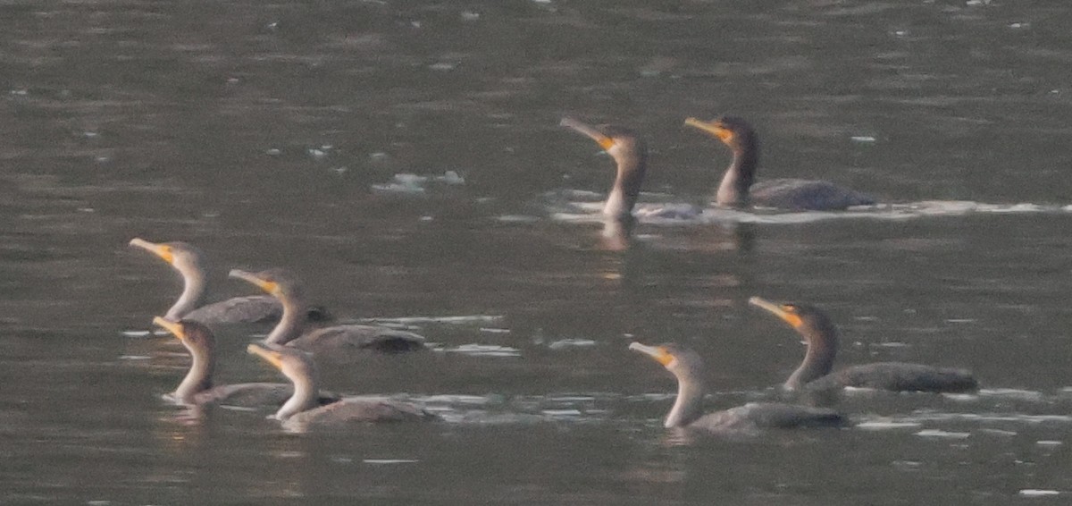 Great Cormorant - ML645867817