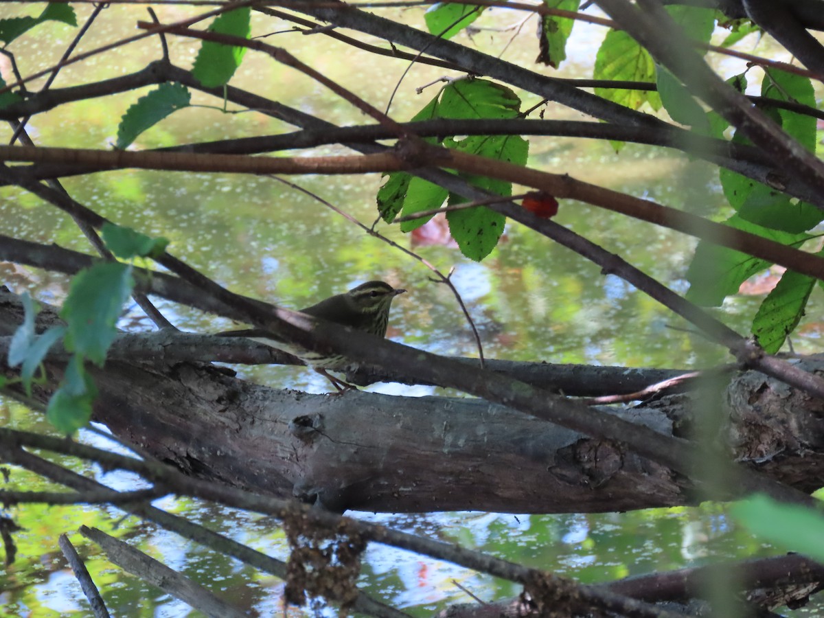 Northern Waterthrush - ML645867819